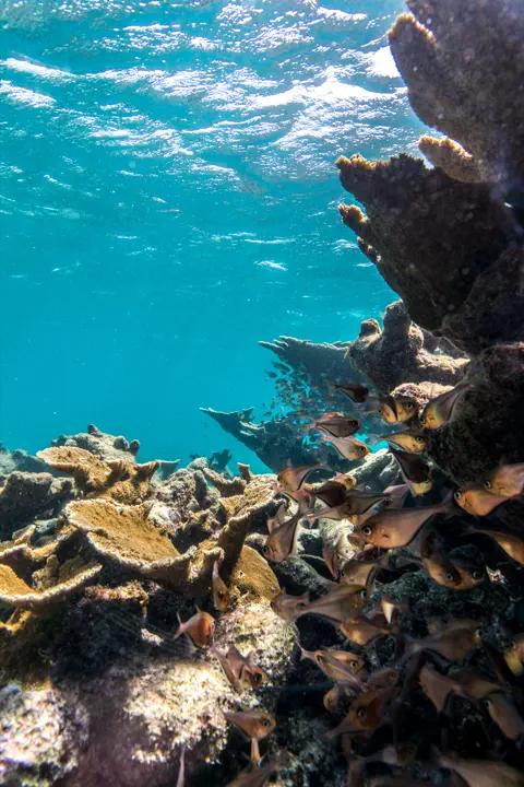 Fish swimming through a bright Aruba coral reef underwater.
