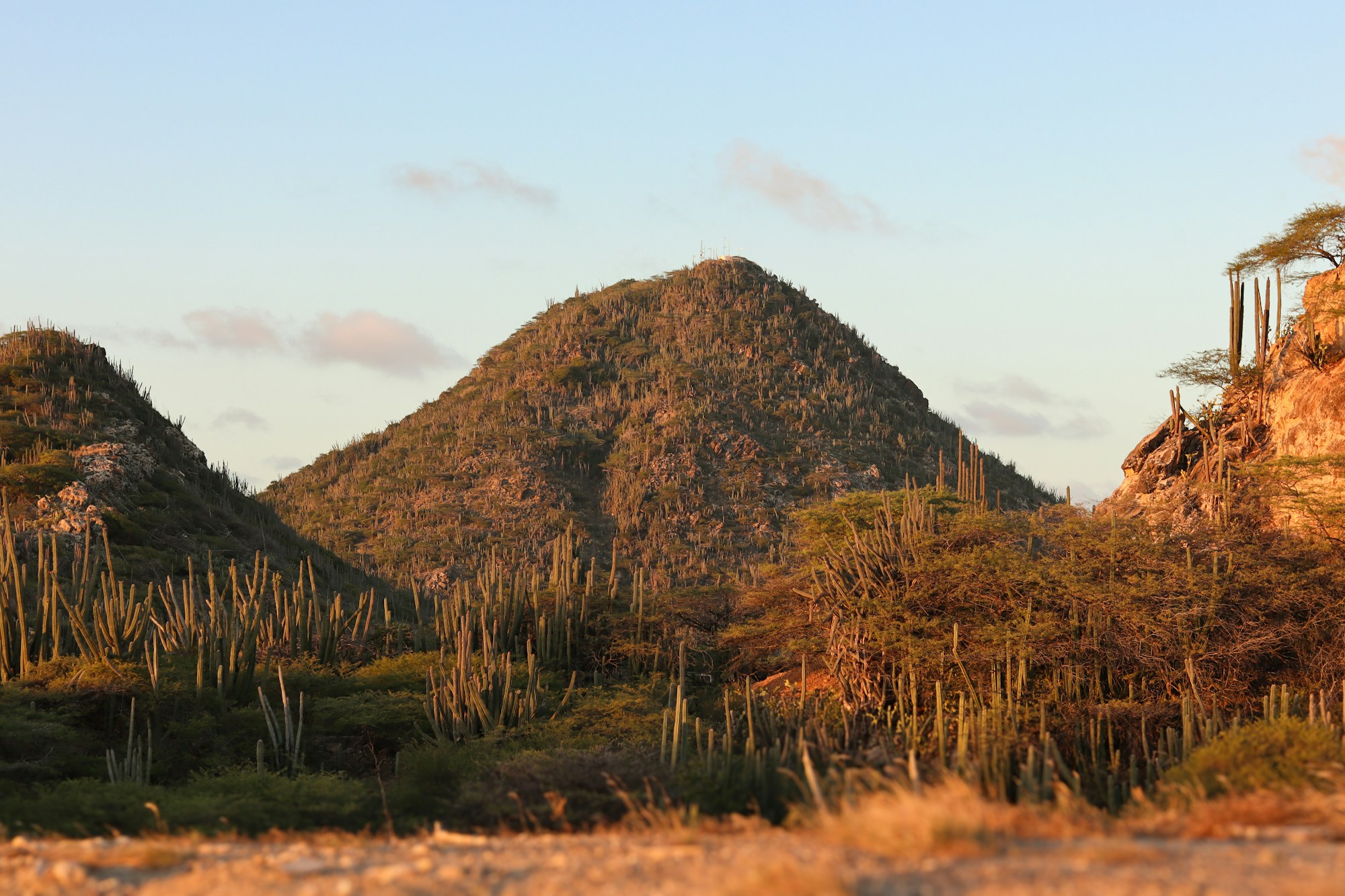 Hooiberg, Aruba's distinctive cactus-covered hill at golden hour.